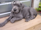 Males/Females Blue Great Dane Puppies $4