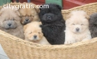 males/Females Chow chow Puppies $400