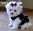 Males/Females Teacup Maltese Puppies Ava