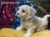 Maltese Puppies Available