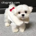 Maltese Puppies Available