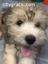 Maltipoo Puppies for sale