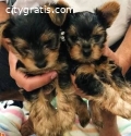 maravillosa perritos de yorkies toy