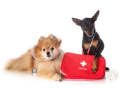 Mastering Pet First Aid for Pet Groomers