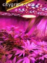 Medic Grow | ScoopReview