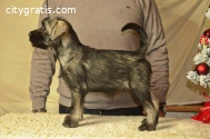Medium schnauzer, female puppies