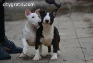 Mini bull terrier