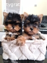 Mini Yorkshire Terriers