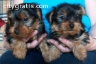 Mini Tea Cup  Yorkie Puppies