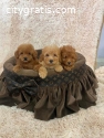 Miniature poodles beautiful puppies