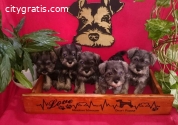 Miniature Schnauzer puppies