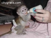 Monkey as home pets