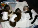 monkey babies and chimpanzee babies