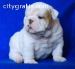 New Litter- Ultimate English Bulldogs PU