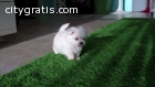 Nice and Healthy Maltese Puppies Availab