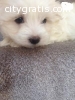 nice cute and humble maltese puppies now