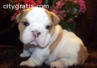 Nice English Bulldog Puppies for sale
