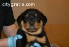 nice looking rottweiler puppies ready no