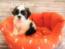 nice looking shih tzu puppies ready now