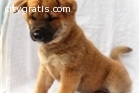 Nice Shiba Inu puppies ready