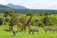 @Northern Tanzania Safari