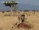 Offering Kenya Lodge Safaris at Affordab