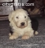 Old English Sheepdog puppies for sale