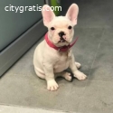 Order french bulldog puppy online