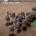 Ostrich Chicks,eggs And Feathers For Sal