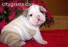 Our lovely English Bulldog puppies are u