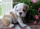 Our lovely English Bulldog
