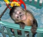 Outstanding baby capuchin monkeys for