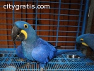 pair of Hyacinth macaws available