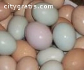 parrots and fertile parrot eggs for sale