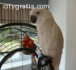 Parrots and Fertile Parrots eggs