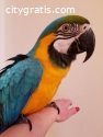 Parrots and Parrot Eggs For Sale