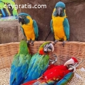 Parrots birds for sale