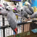 Parrots for sale: African Greys, Cockato