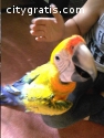 Parrots of various species available for