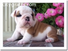 Pedigree English bulldogs