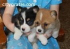 Pembroke Welsh Corgi puppies for sale