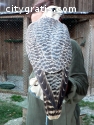 Peregrine falcons for sale .