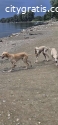 Persian Greyhound SALUKI puppies