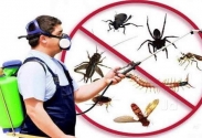 @Pest Control in Western Massachusetts