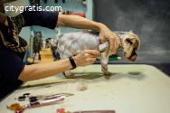 Pet Groomer in Chicago: Know The Benefit