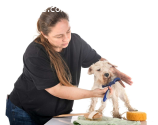 Pet Grooming Injuries: How Can Pet