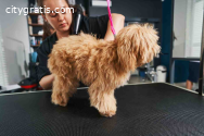 Pet Grooming Insights: Why Pet Parents