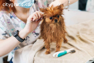 Pet Grooming Path: Steps to a Profession