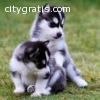 Playful Huskys Puppies available now