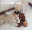 Playful siberan husky puppies